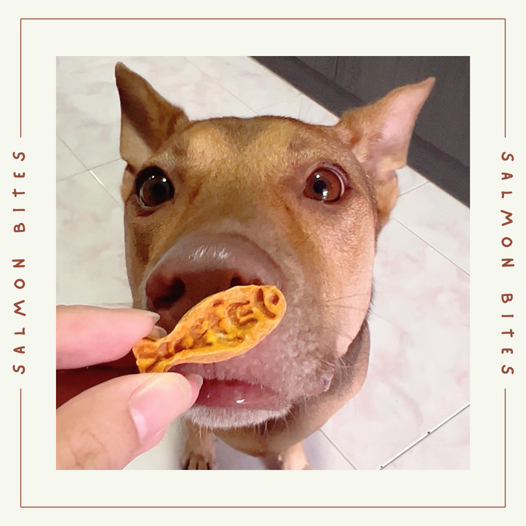 Salmon Bites π