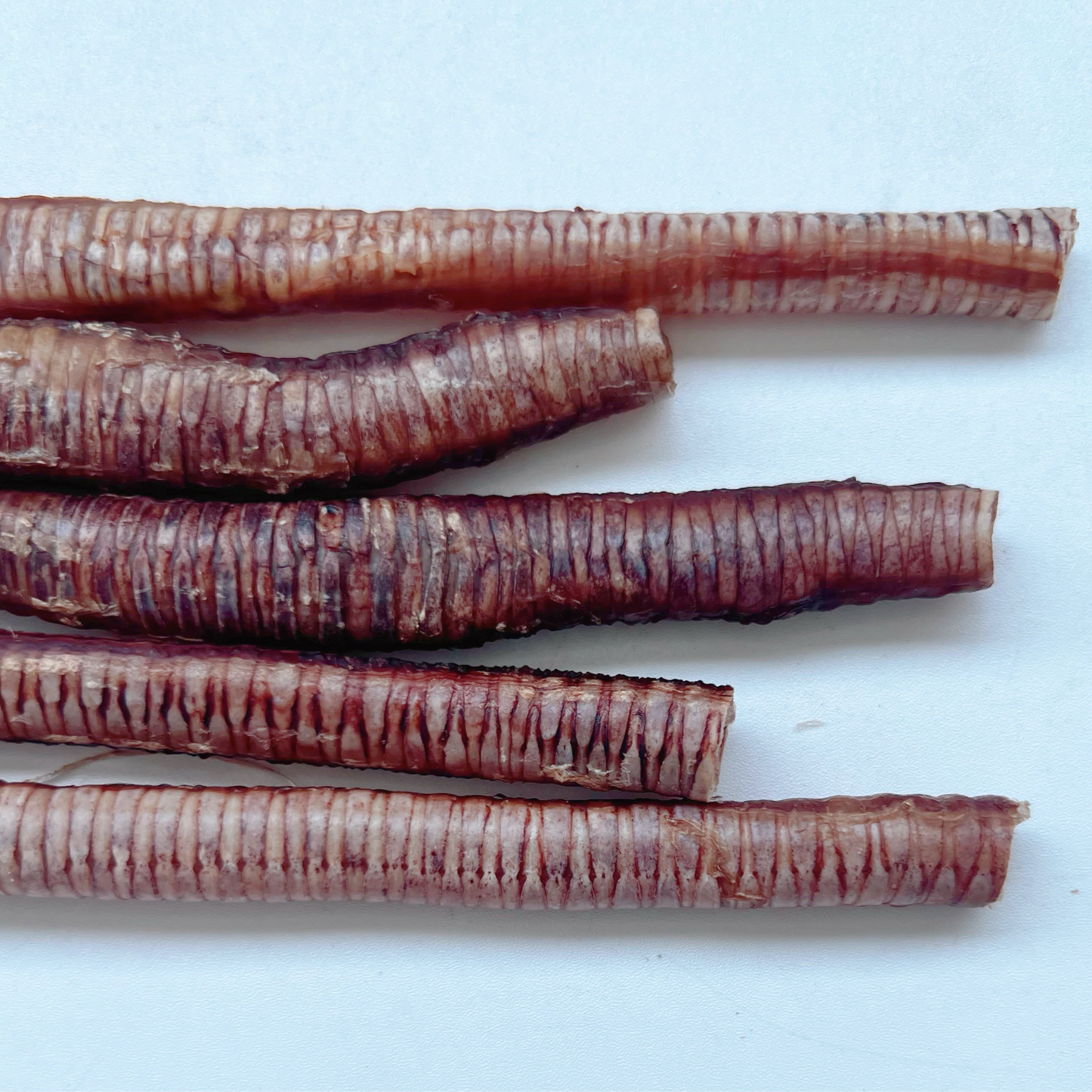 Goose Trachea