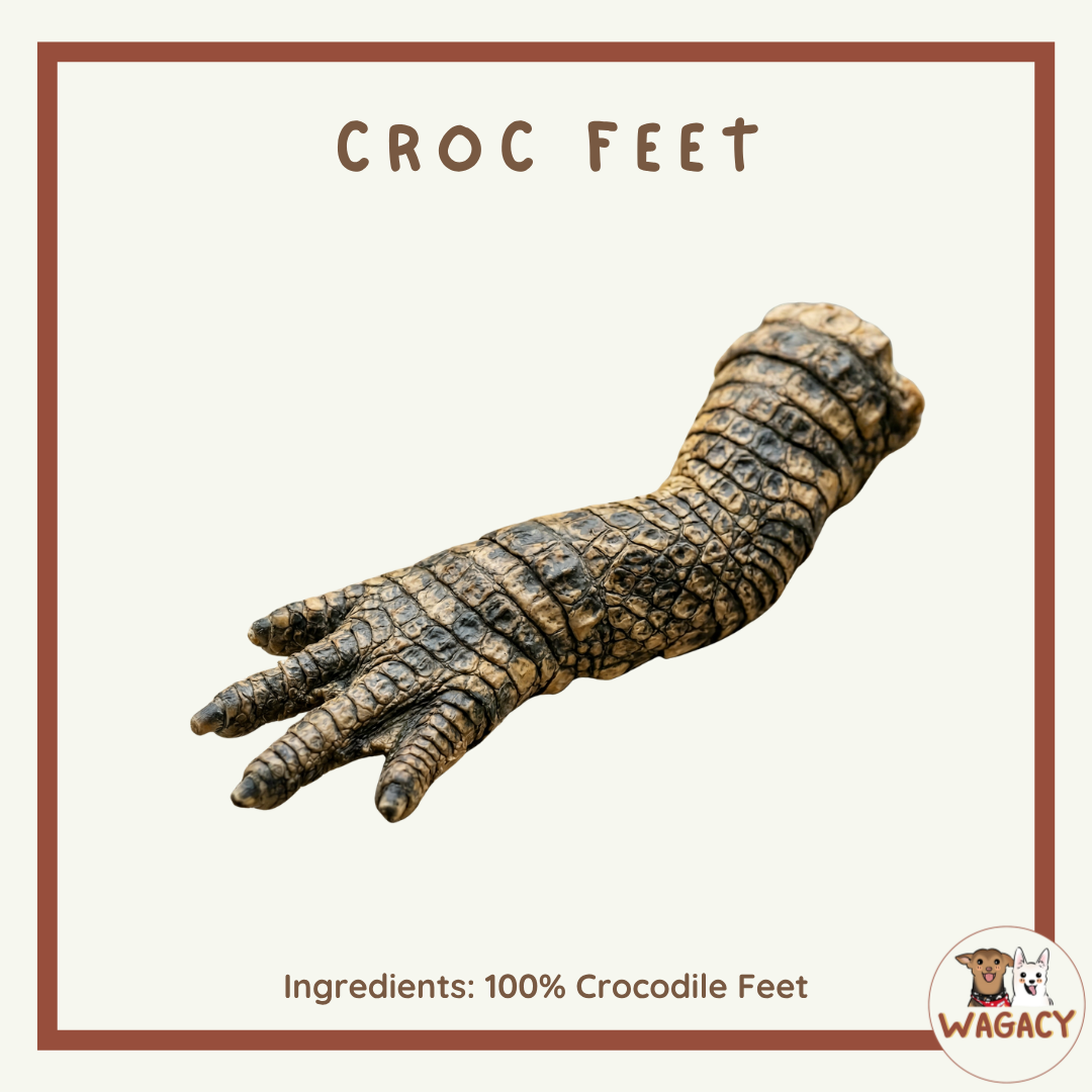 Crocodile Feet 🐊