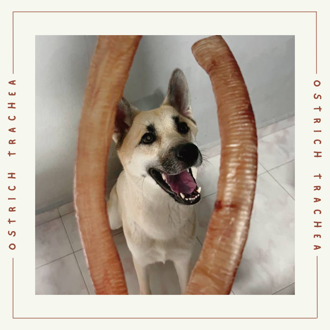 Ostrich Trachea