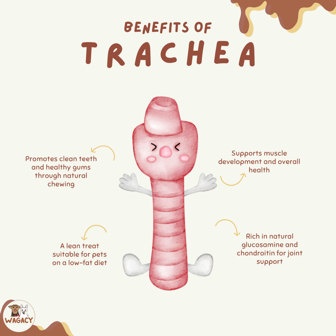 Goose Trachea