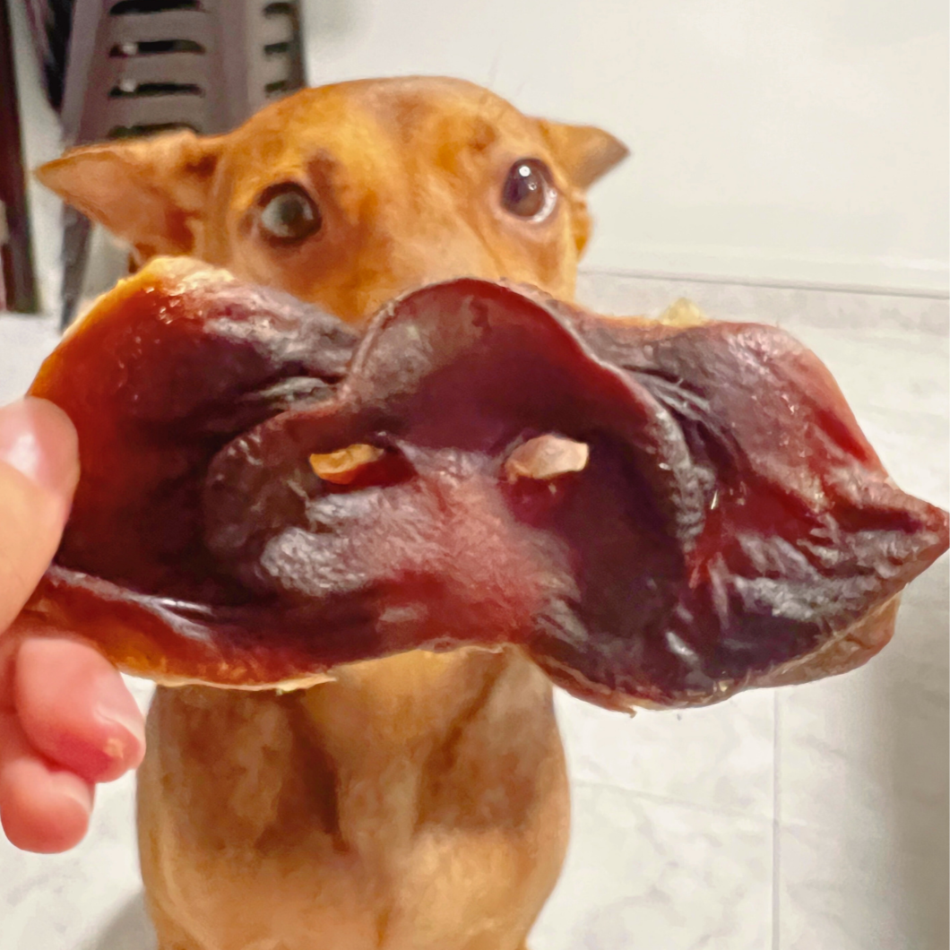 Pork Snout 🐽