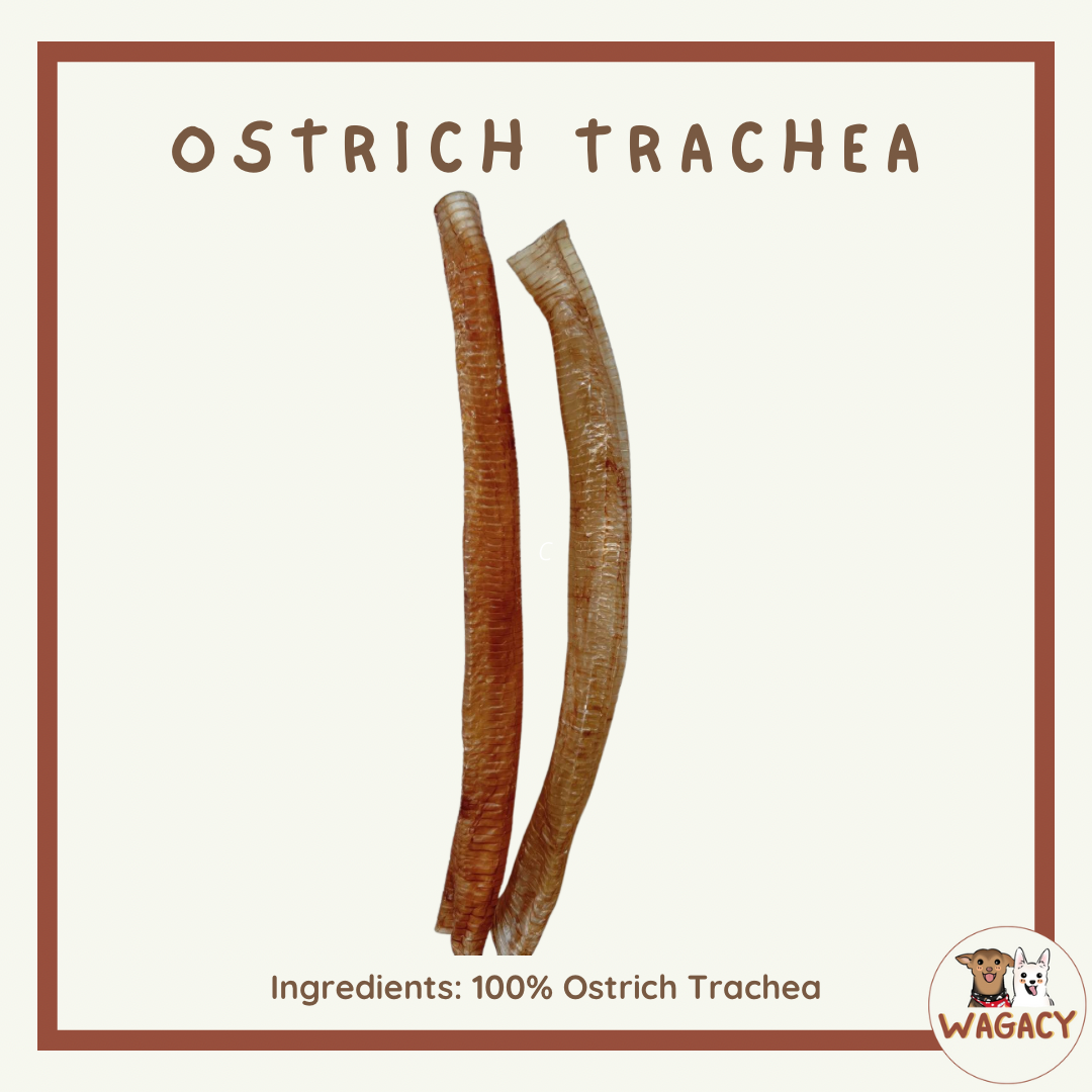 Ostrich Trachea