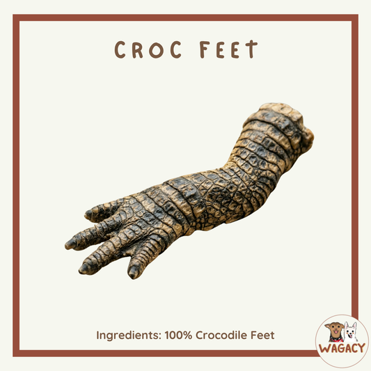 Crocodile Feet 🐊