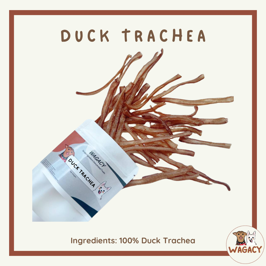 Duck Trachea